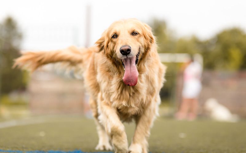 Golden Retriever