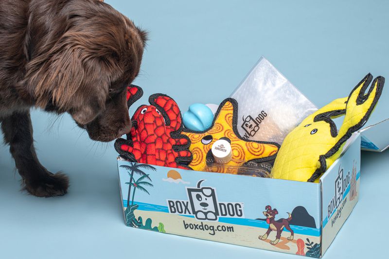 Dog Subscription Box