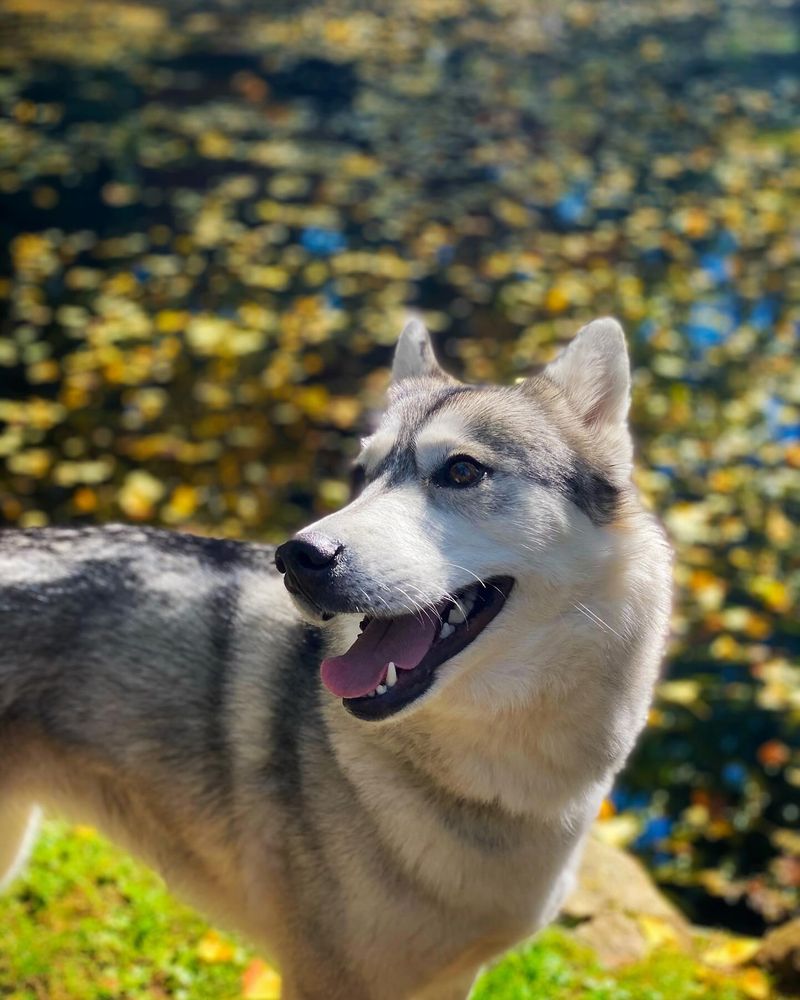 Northern Inuit Dog
