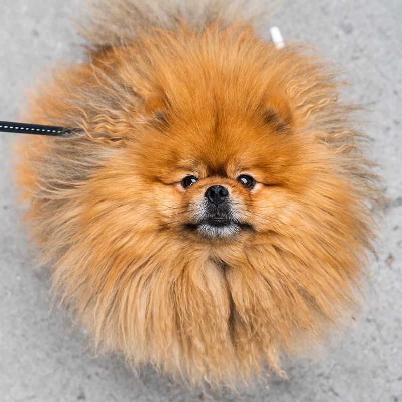 Pomeranian