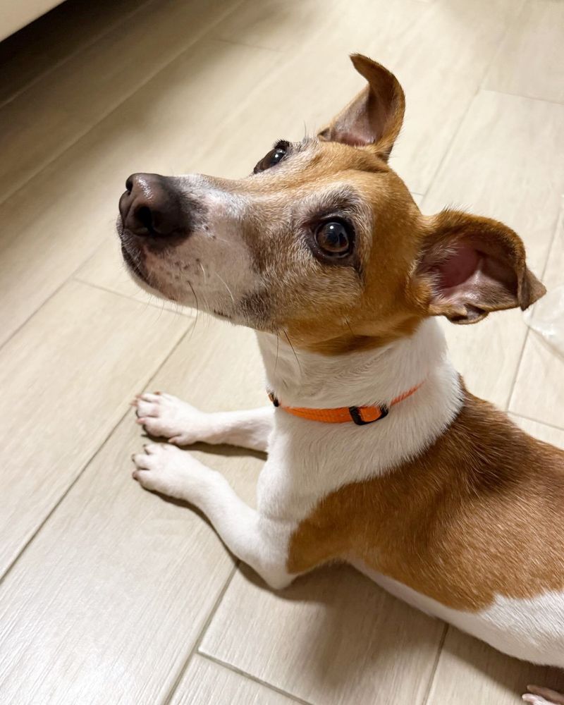 Jack Russell Terrier