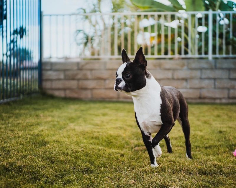 Boston Terrier