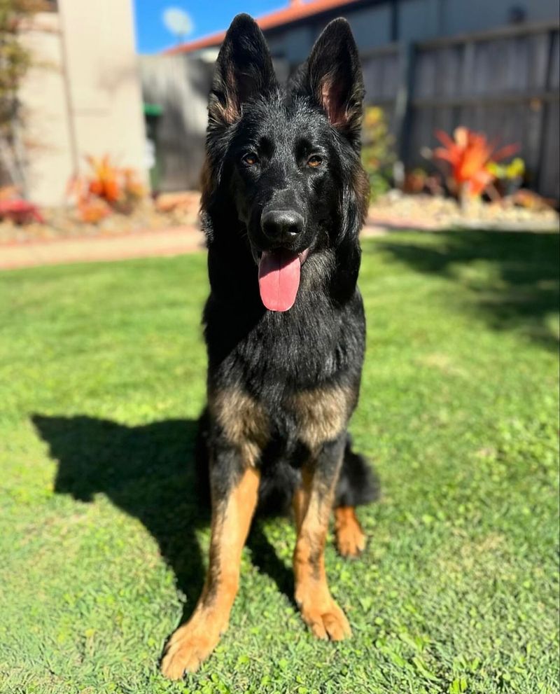German Shepherd