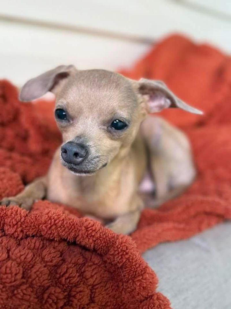 Chihuahua