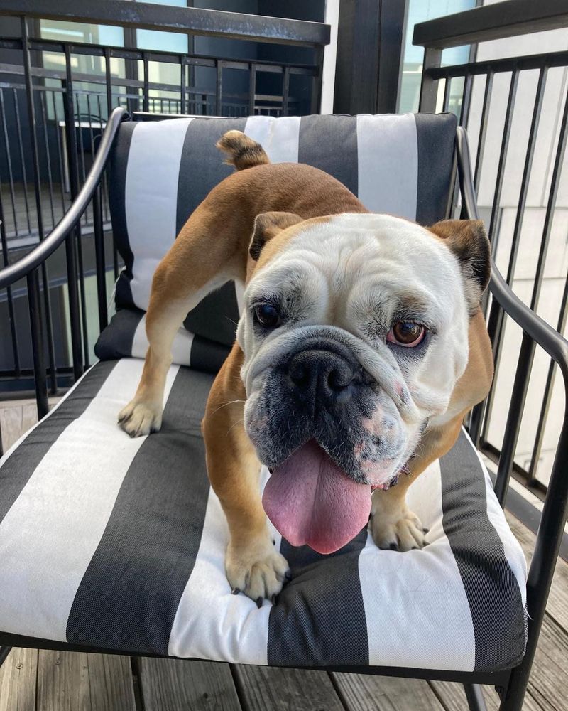 Bulldog