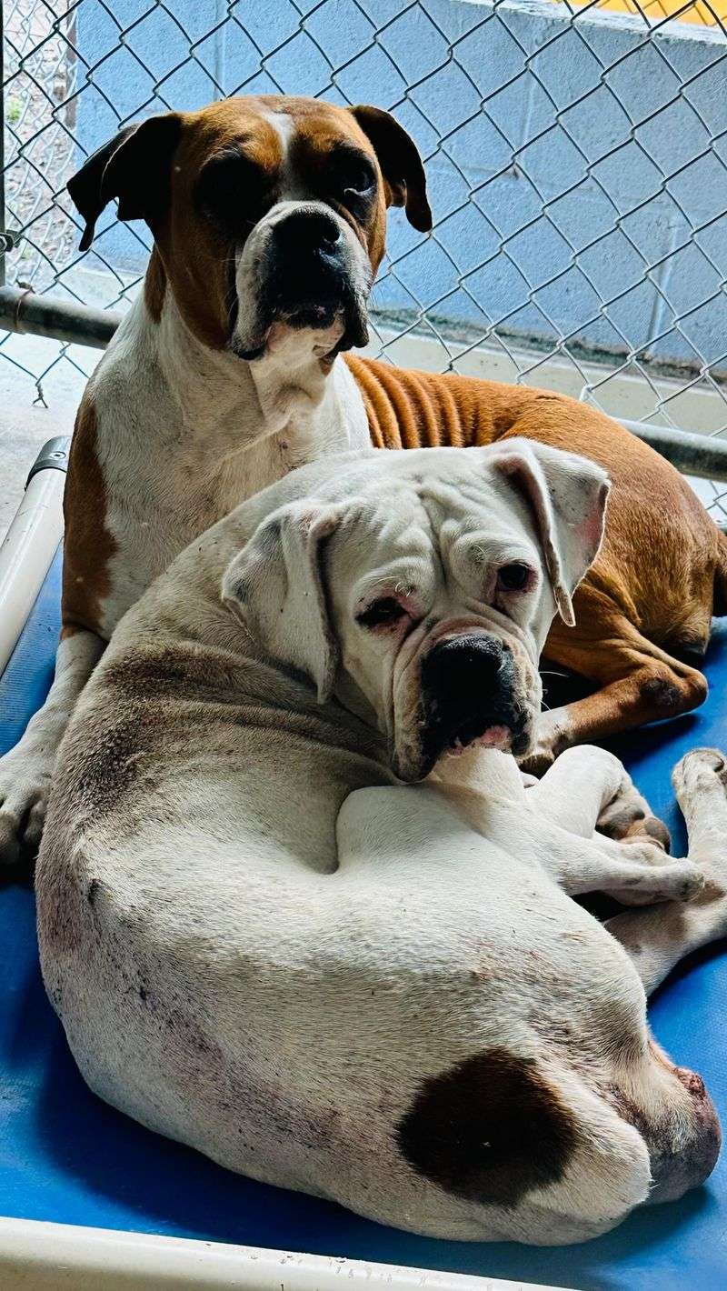 Boxer