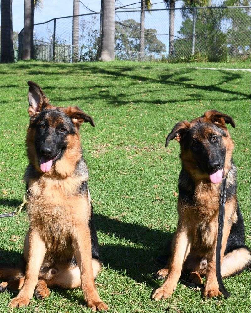 German Shepherd