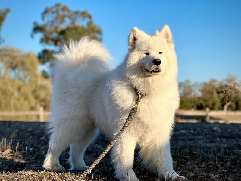 Samoyed