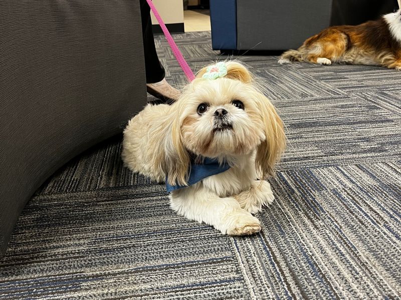 Shih Tzu