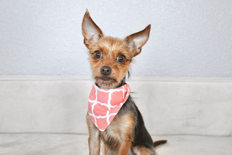 Yorkshire Terrier