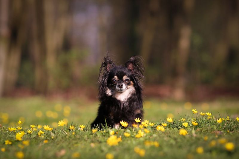 Chihuahua