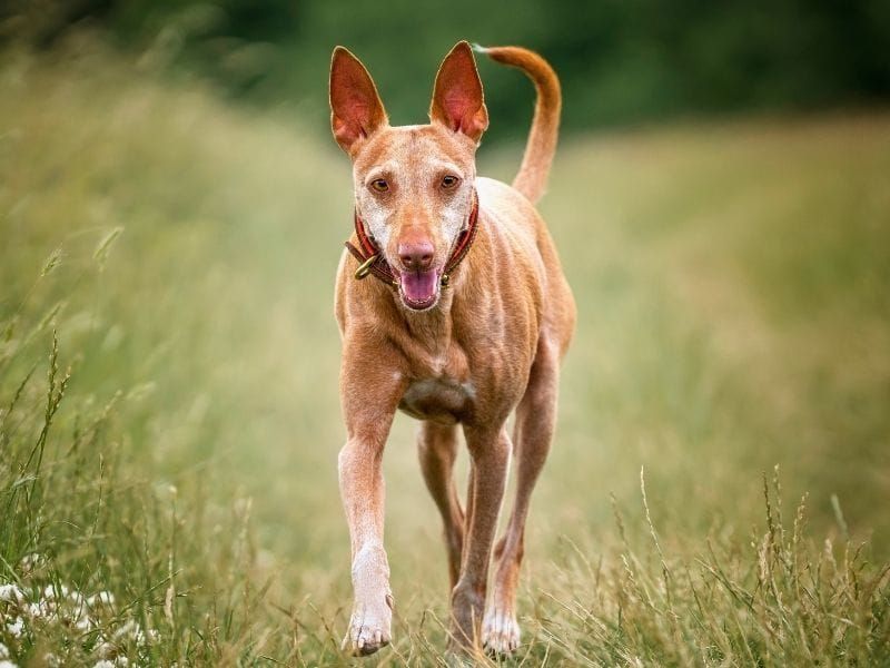 Podenco Canario