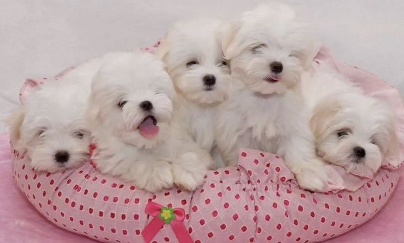 Maltese