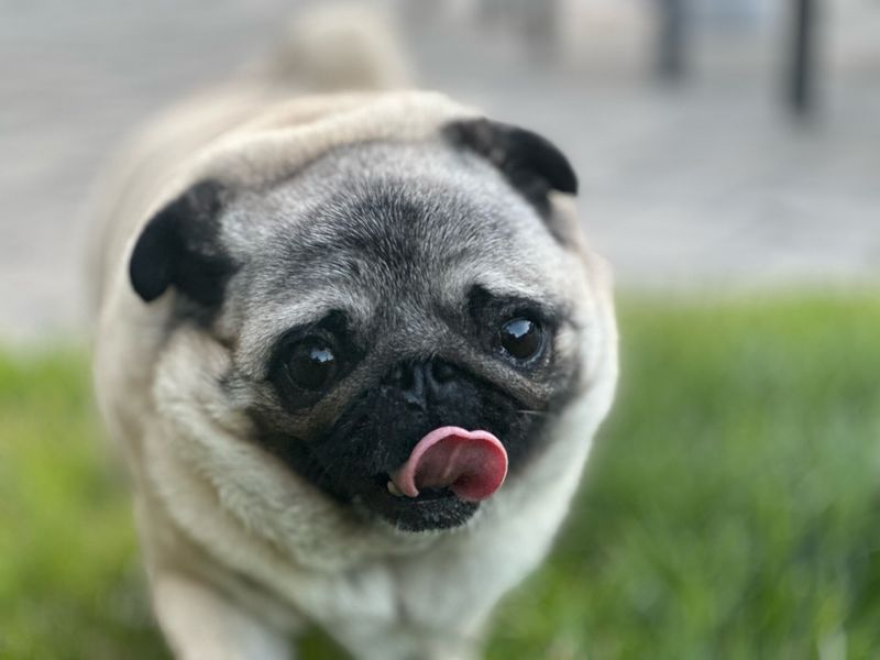 Pug