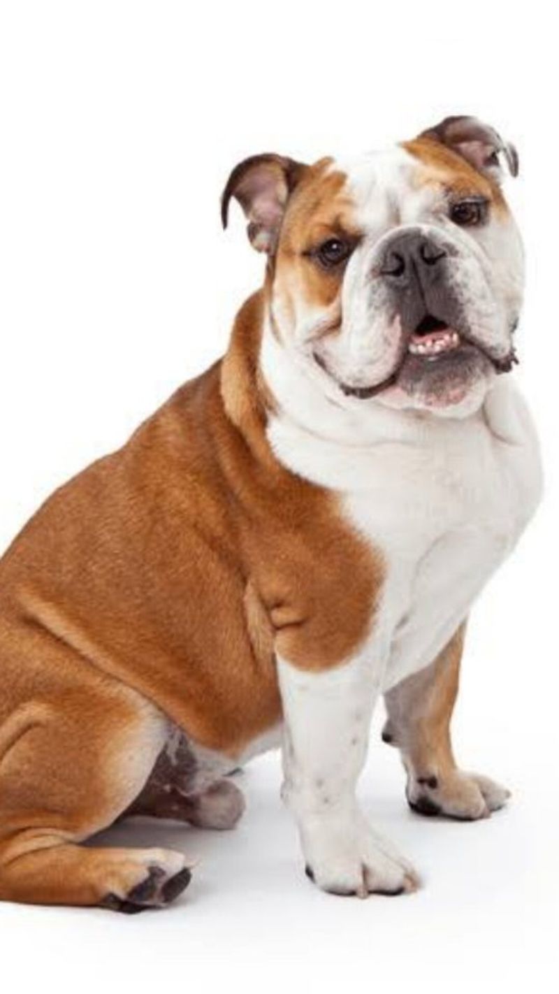 Bulldog