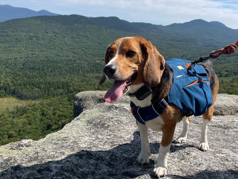 Beagle