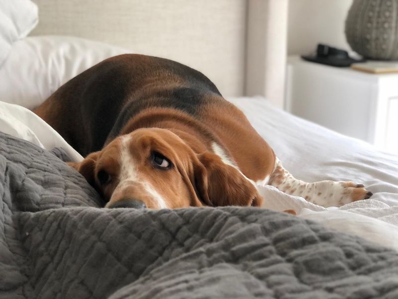 Basset Hound