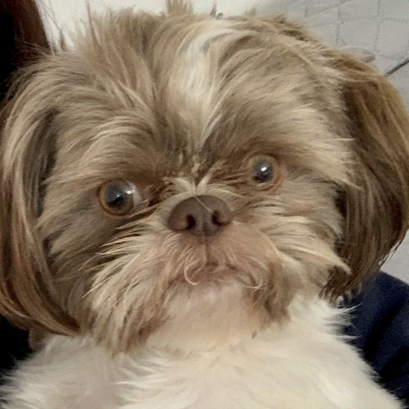 Shih Tzu