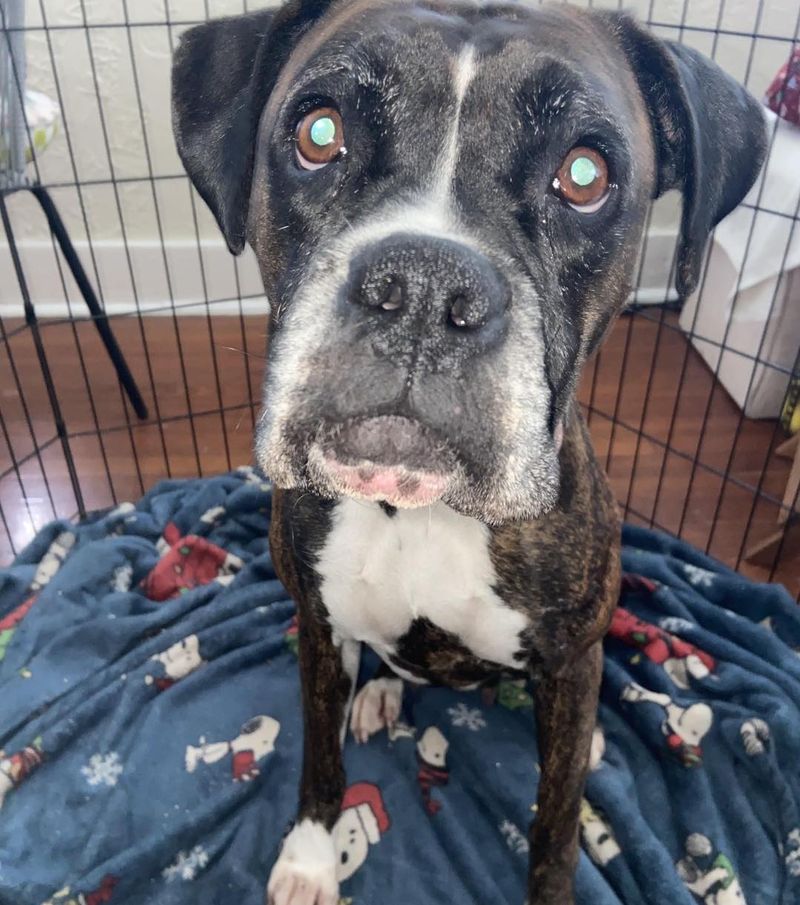 Boxer