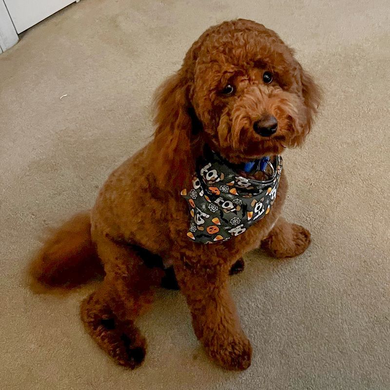 Poodle