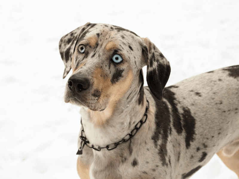 Catahoula Leopard Dog