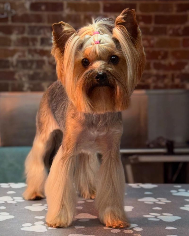 Yorkshire Terrier