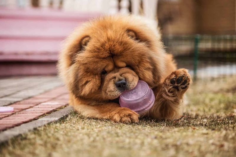 Chow Chow