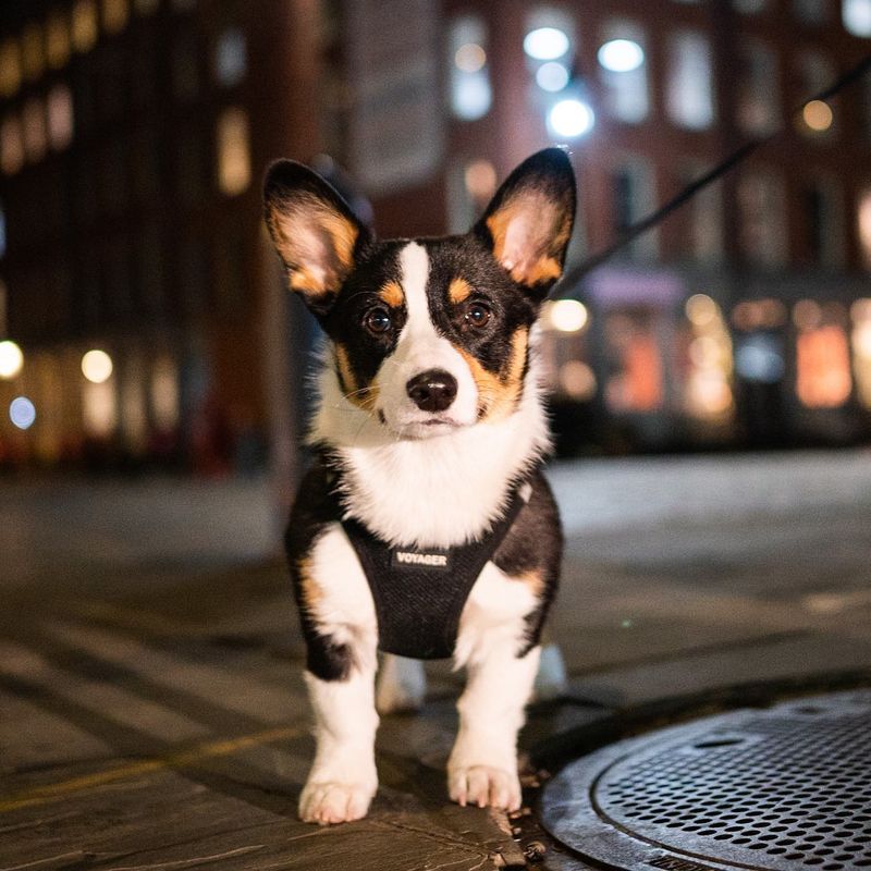 Pembroke Welsh Corgi