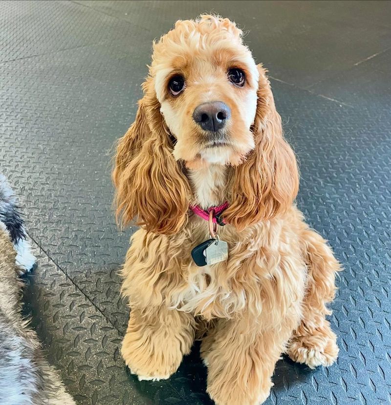 Cocker Spaniel