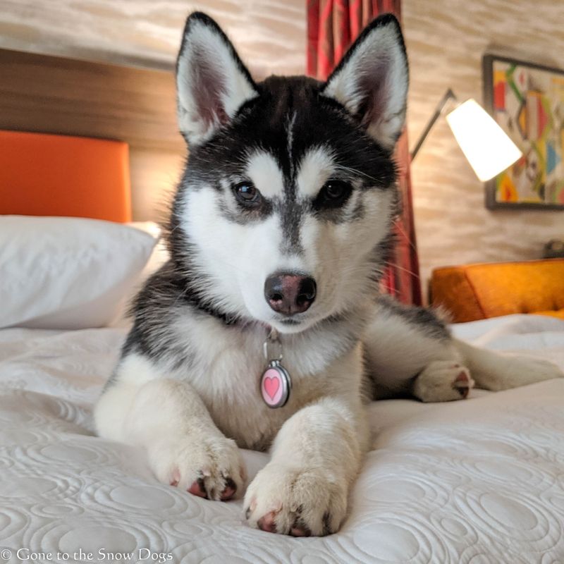 Siberian Husky