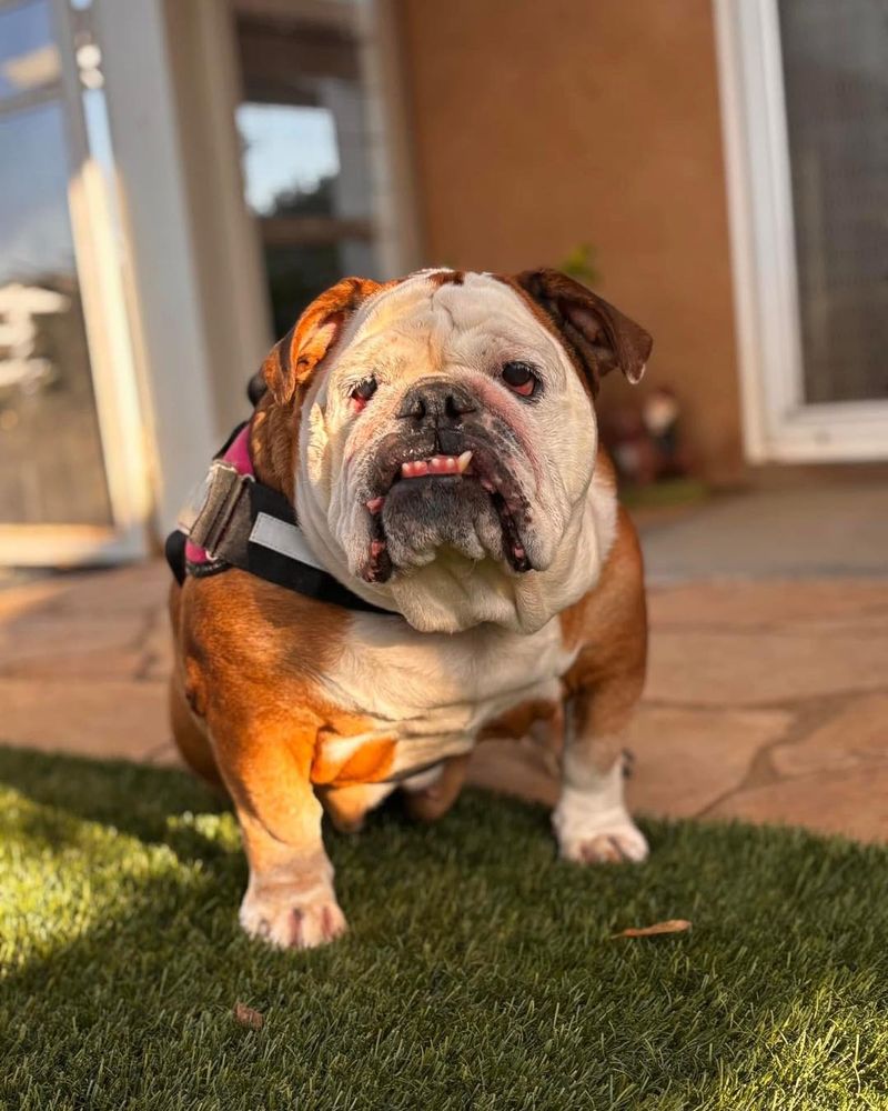Bulldog