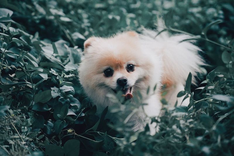 Pomeranian