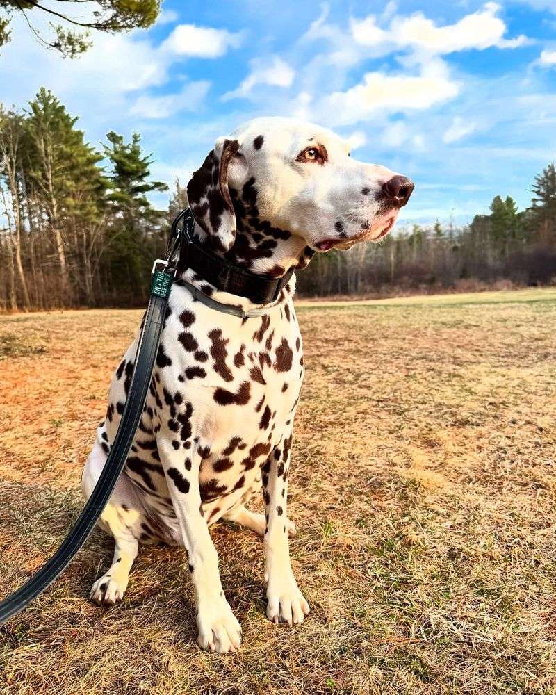 Dalmatian
