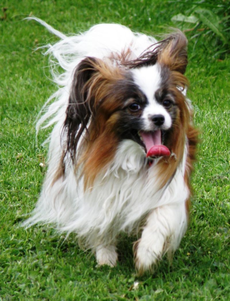 Papillon
