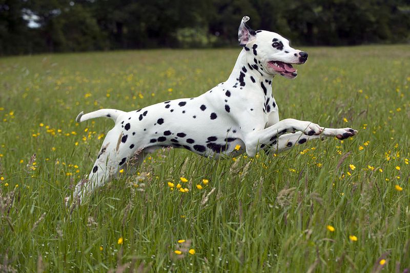 Dalmatian