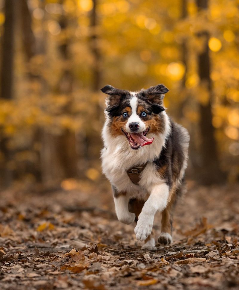 Australian Shepherd