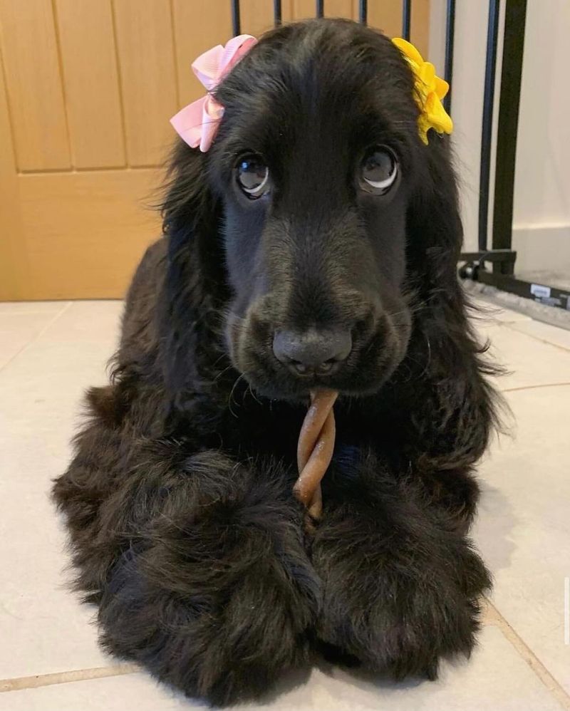 Cocker Spaniel