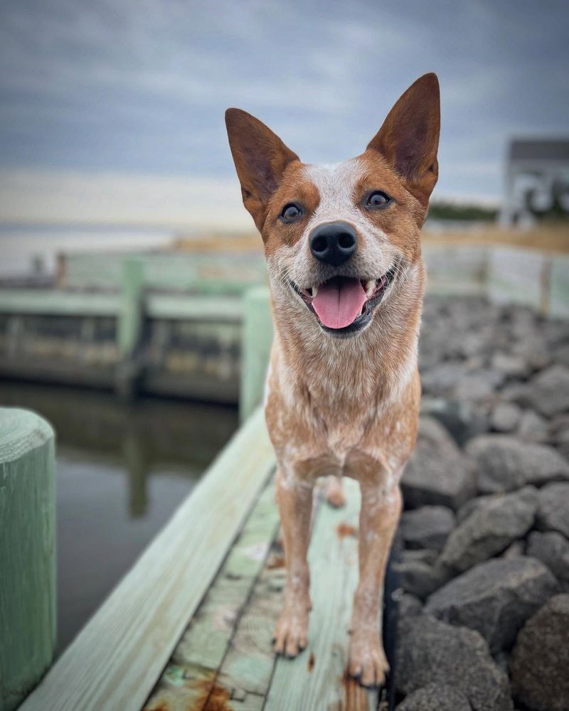Australian Cattle Dog