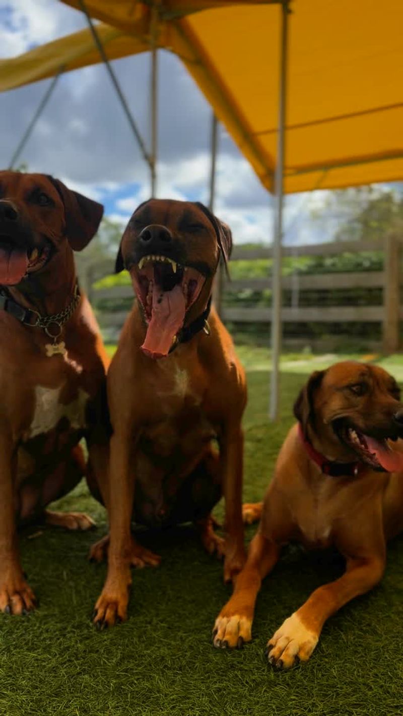 Rhodesian Ridgeback