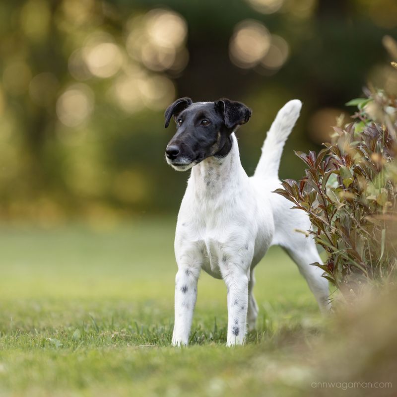 Fox Terrier