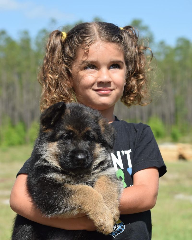 German Shepherd