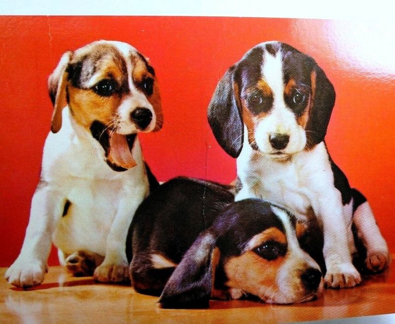 Beagle