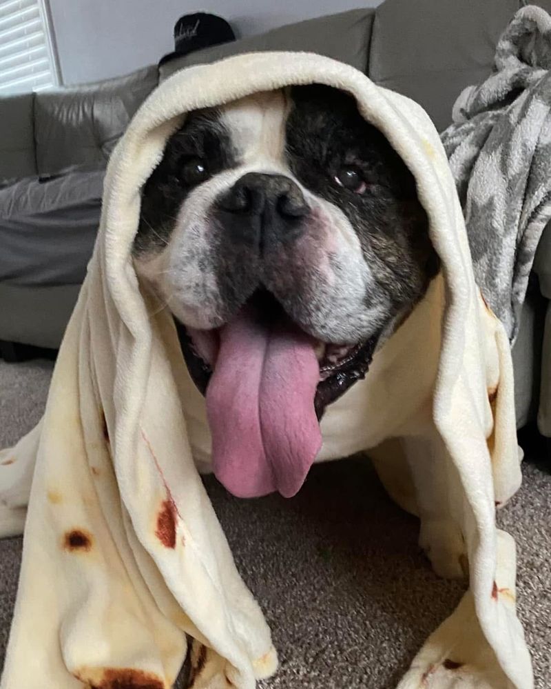 English Bulldog