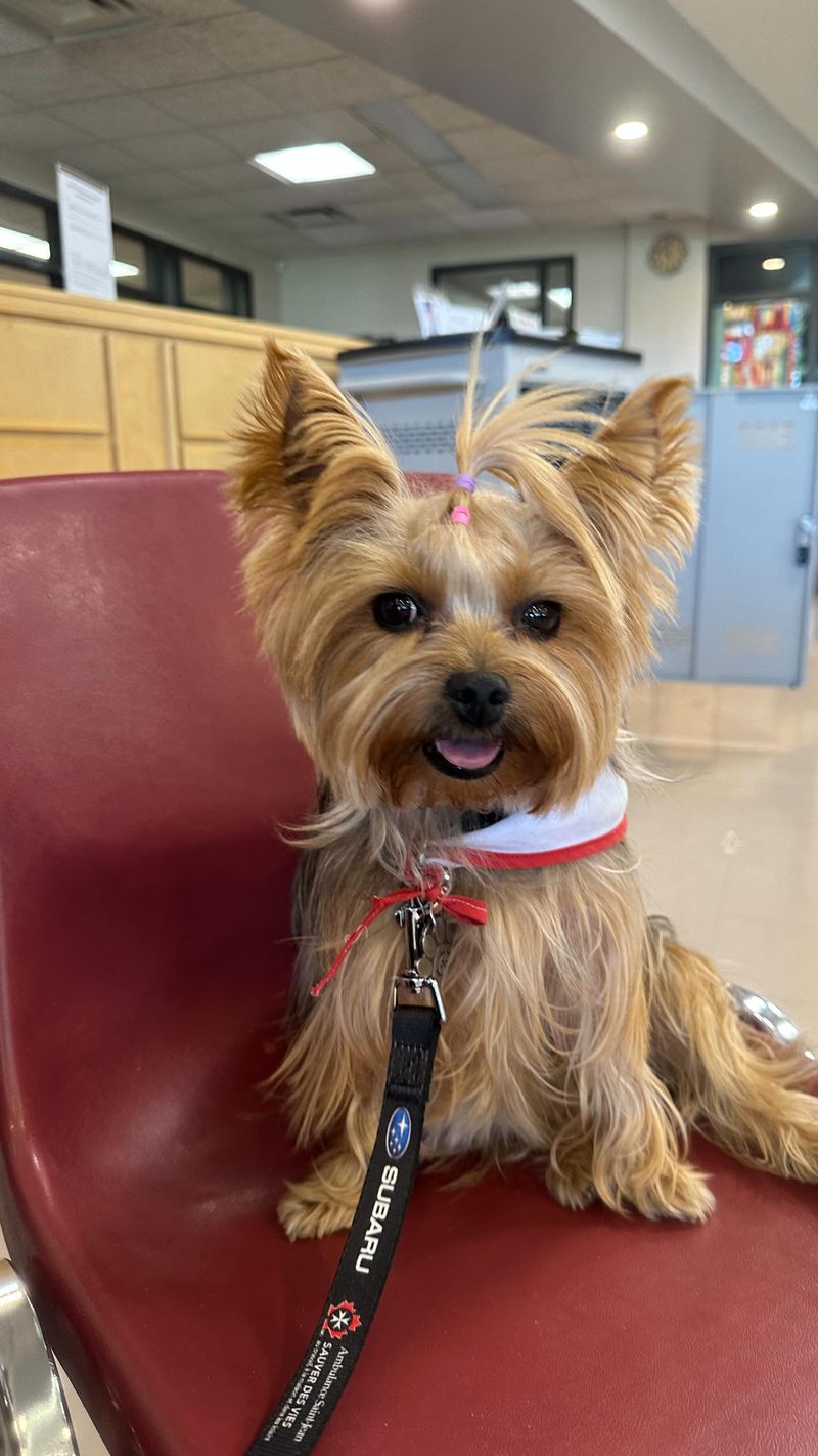 Yorkshire Terrier
