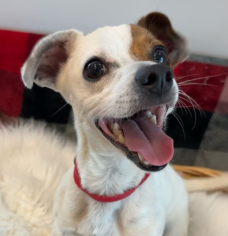 Jack Russell Terrier