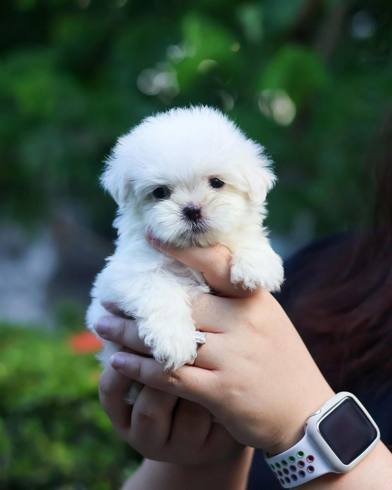 Maltese