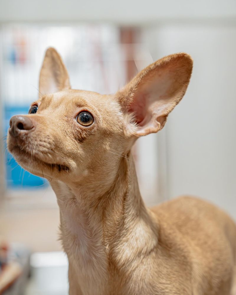 Chihuahua