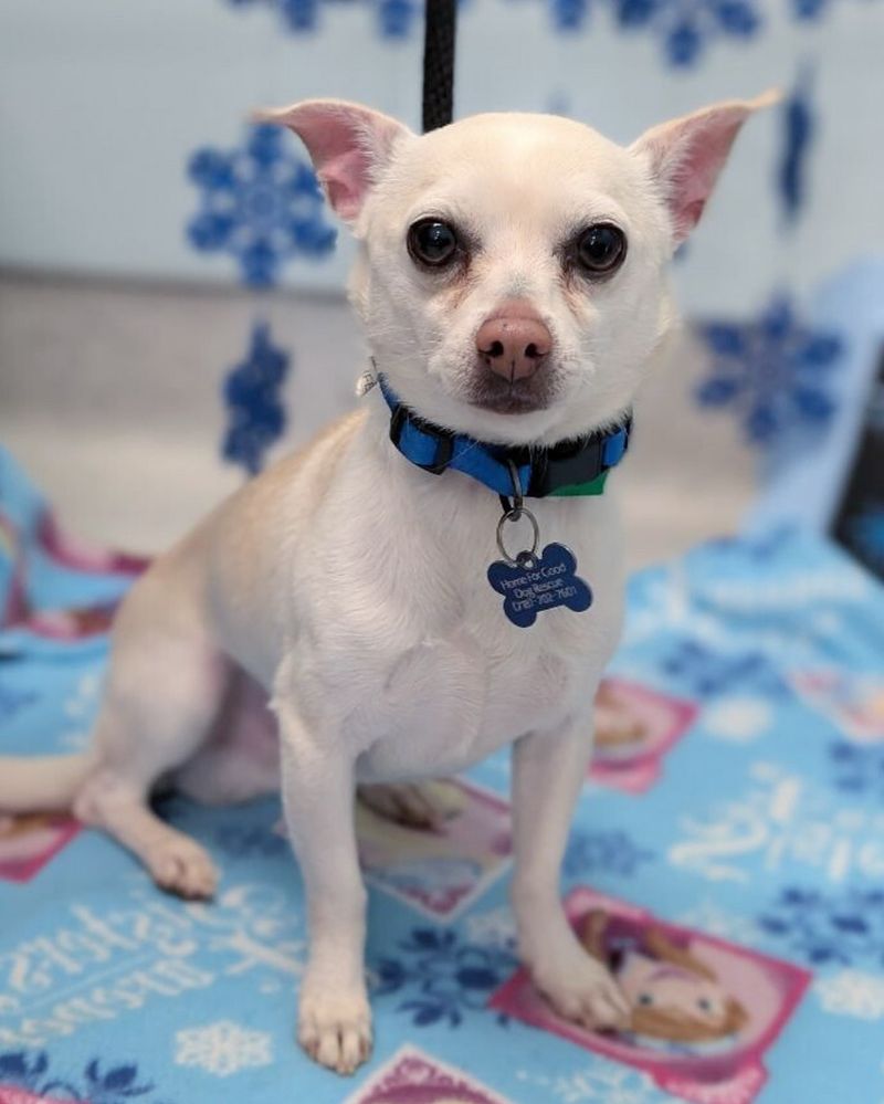 Chihuahua
