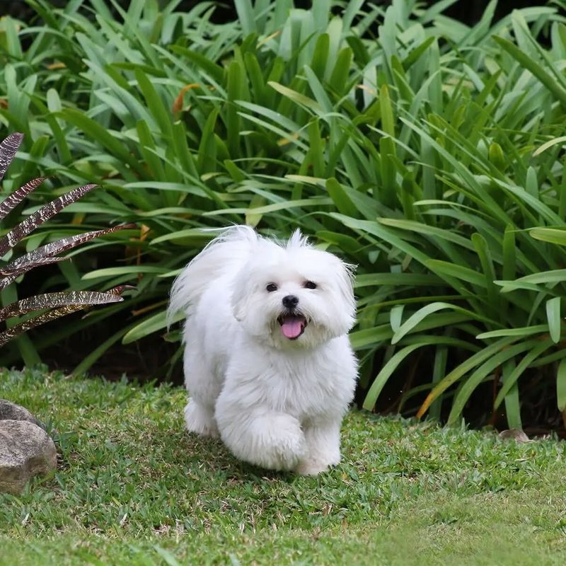 Maltese