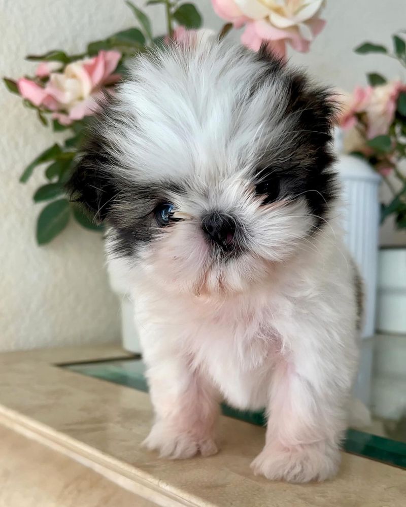 Shih Tzu